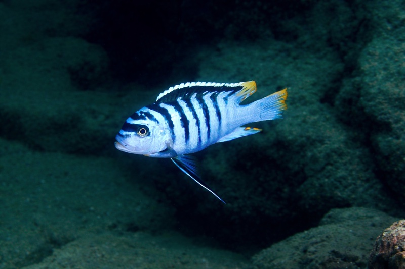 Maylandia fainzilberi 'Usisya'